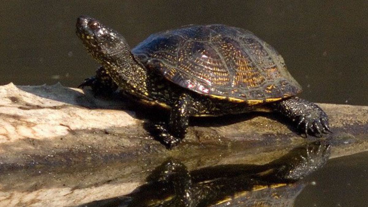 Die Europäische Sumpfschildkröte ist die einzige in Österreich heimische Schildkrötenart.