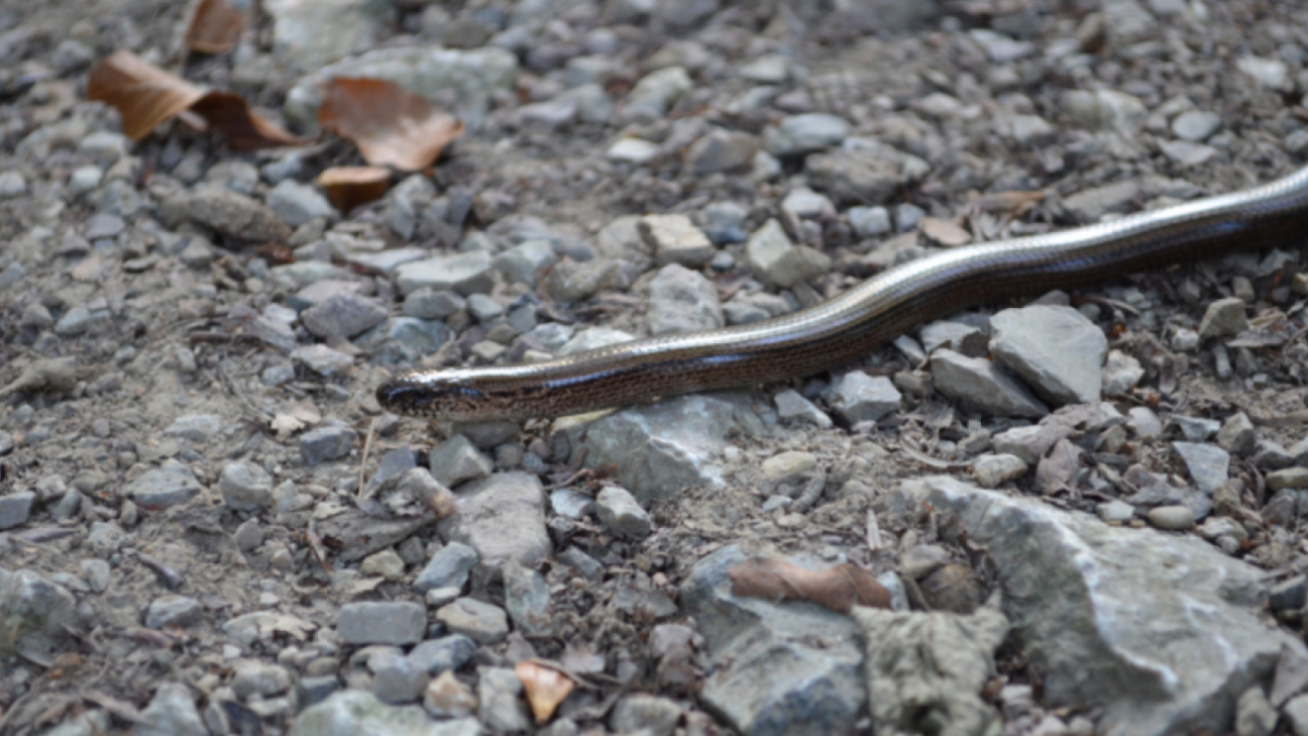 Reptil Des Jahres 2017 Die Blindschleiche Naturland No