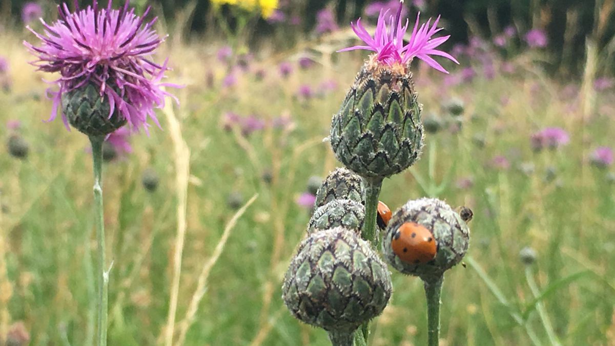 Blumen und Insekten