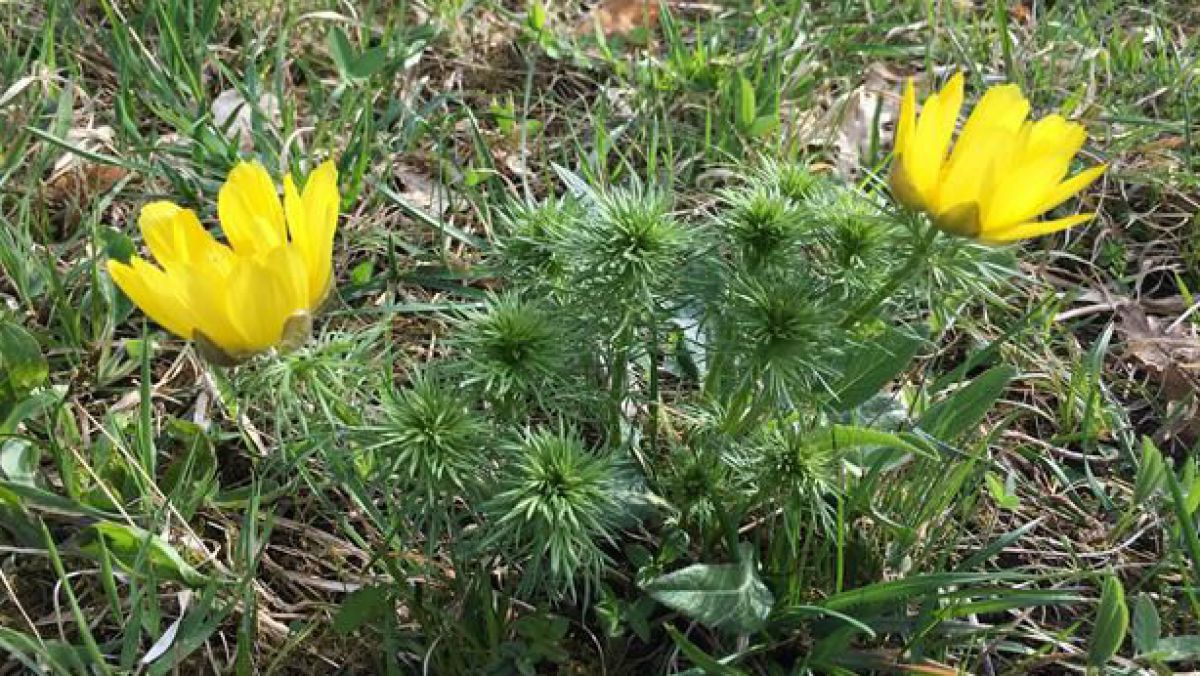 Das Adonisröschen hat meist 3 bis 7 goldgelbe Blüten.