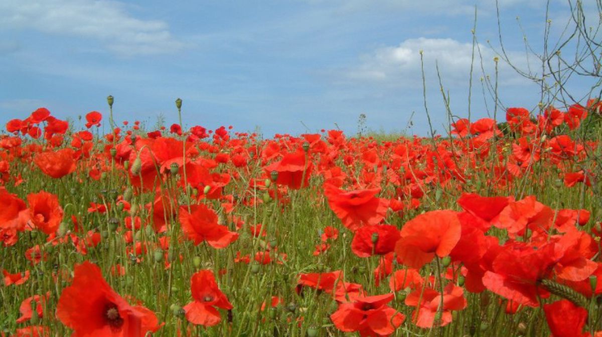 Klatzschmohn