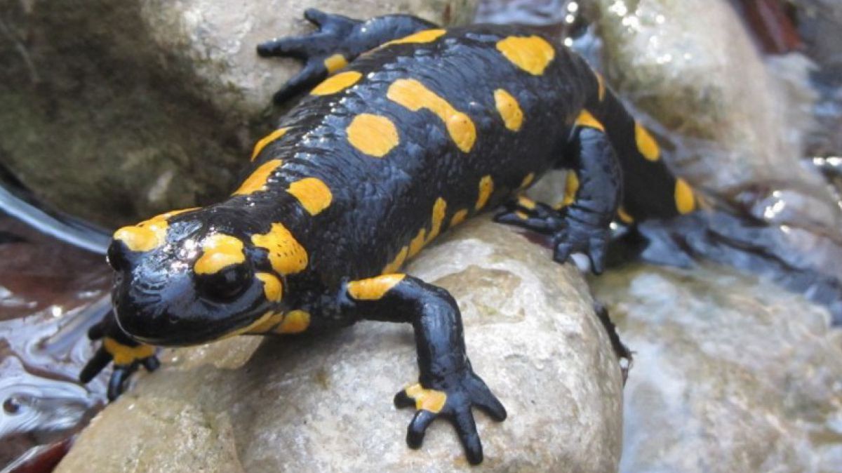 feuersalamander_martinawinkler