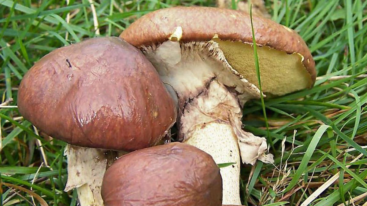 Der Butterpilz oder Butterröhrling ist essbar.