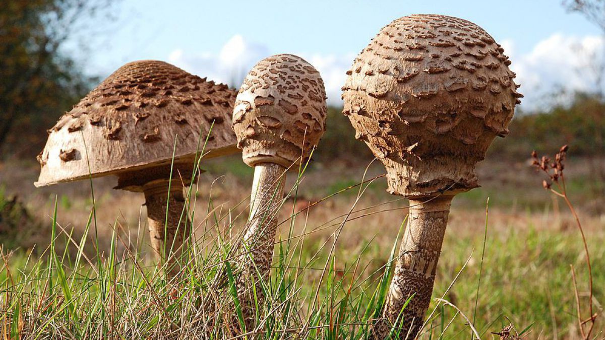 Der Parasol hat ein ähnliches Verbreitungsgebiet wie das Buschwindröschen.