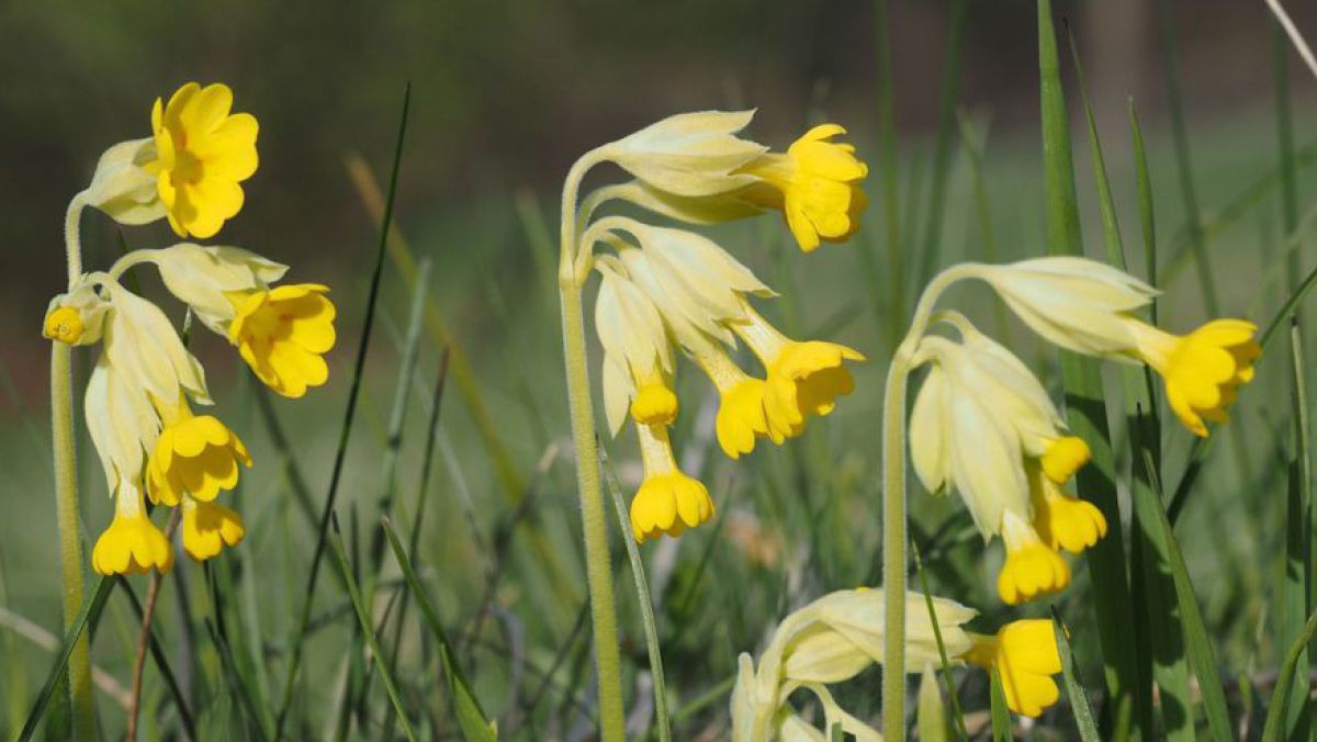 Die Wiesen-Schlüsselbume ist die Blume des Jahres 2016.