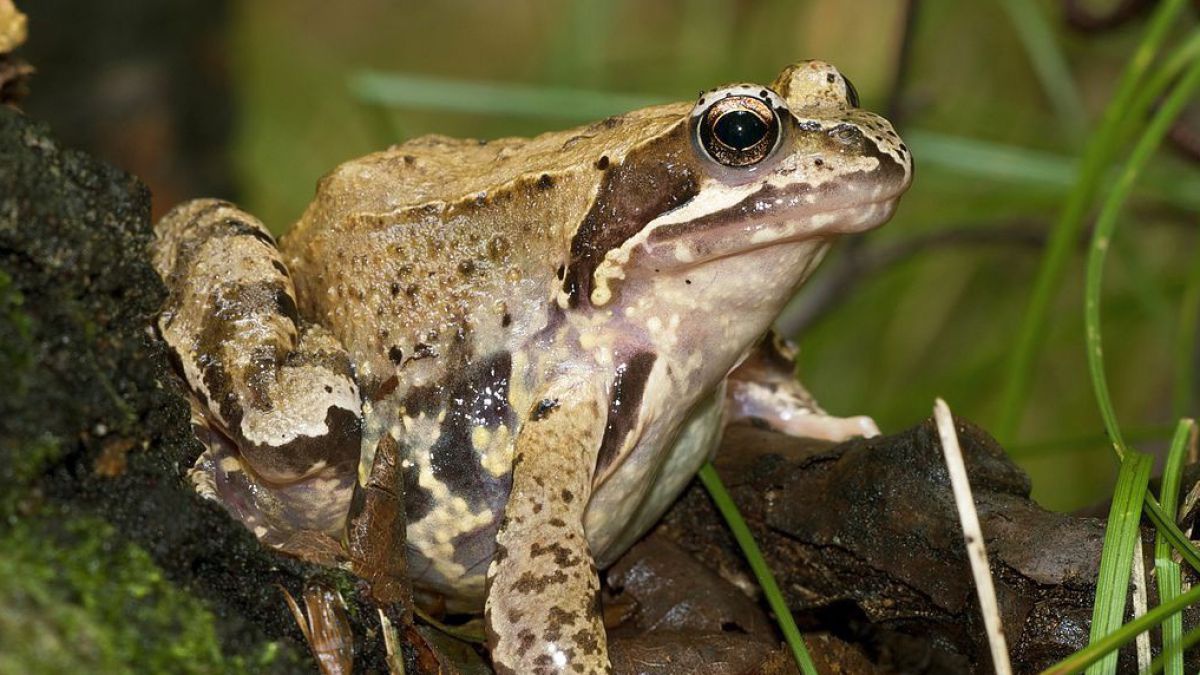 Der Grasfrosch zählt zu den Braunfroscharten. 