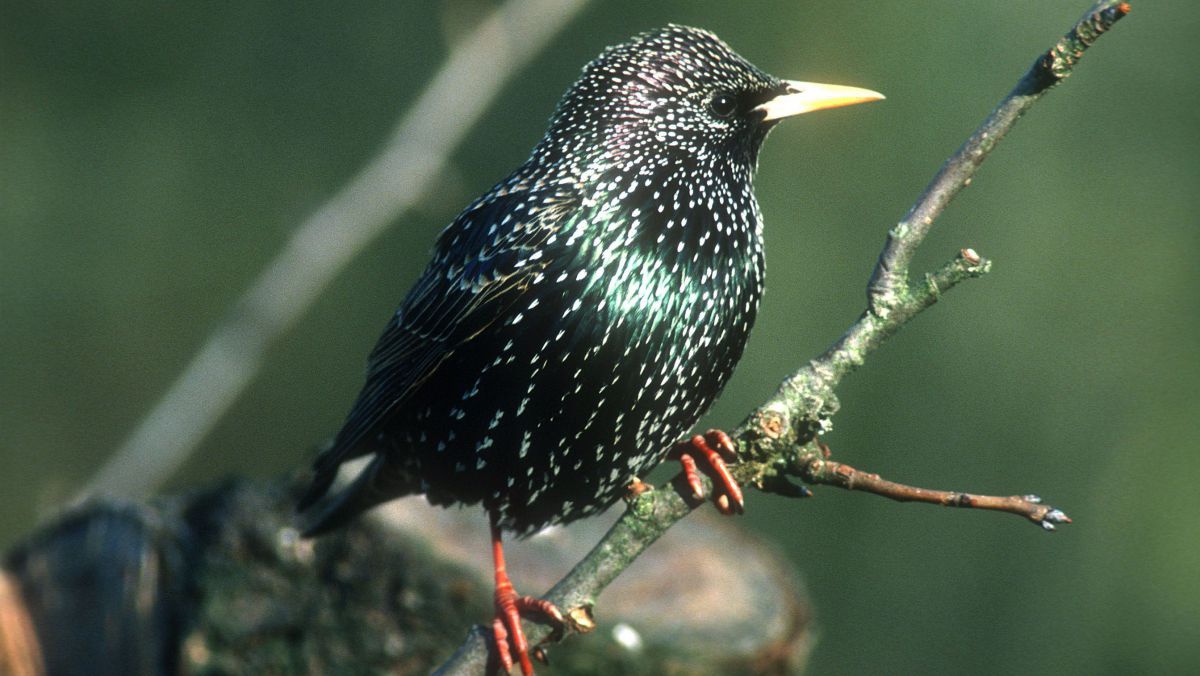 Der Star wurde zum Vogel des Jahres 2018 gewählt.