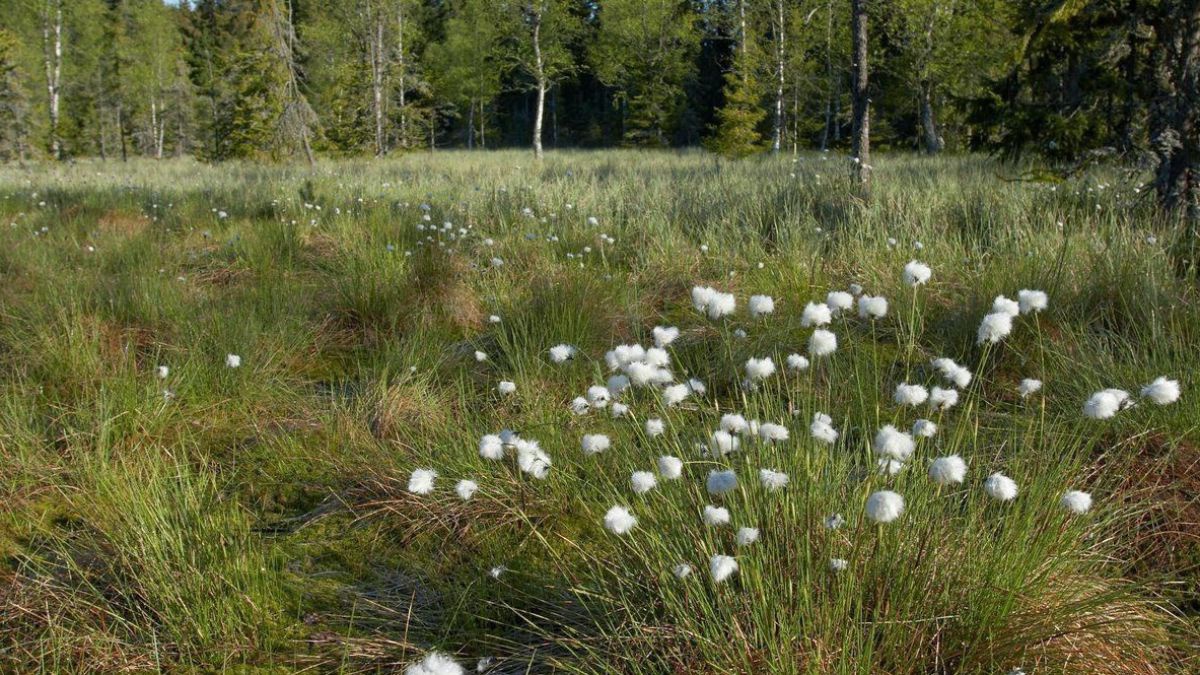 Wollgras im Waldviertler Moor