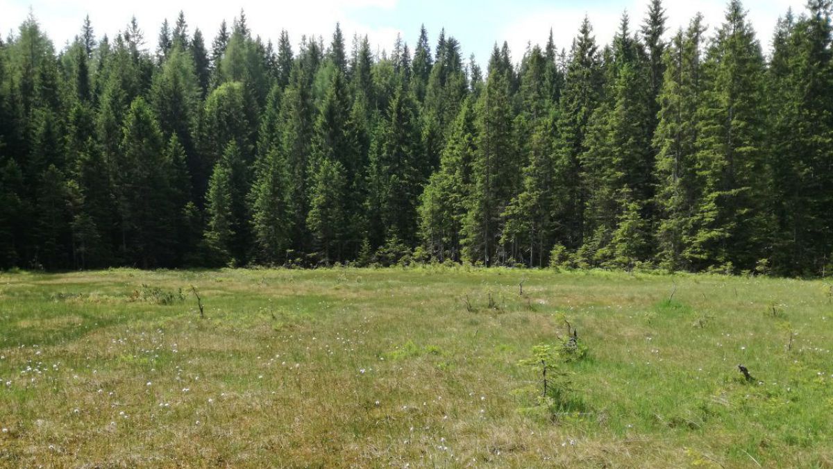 Moorlandschaft am Ötscher