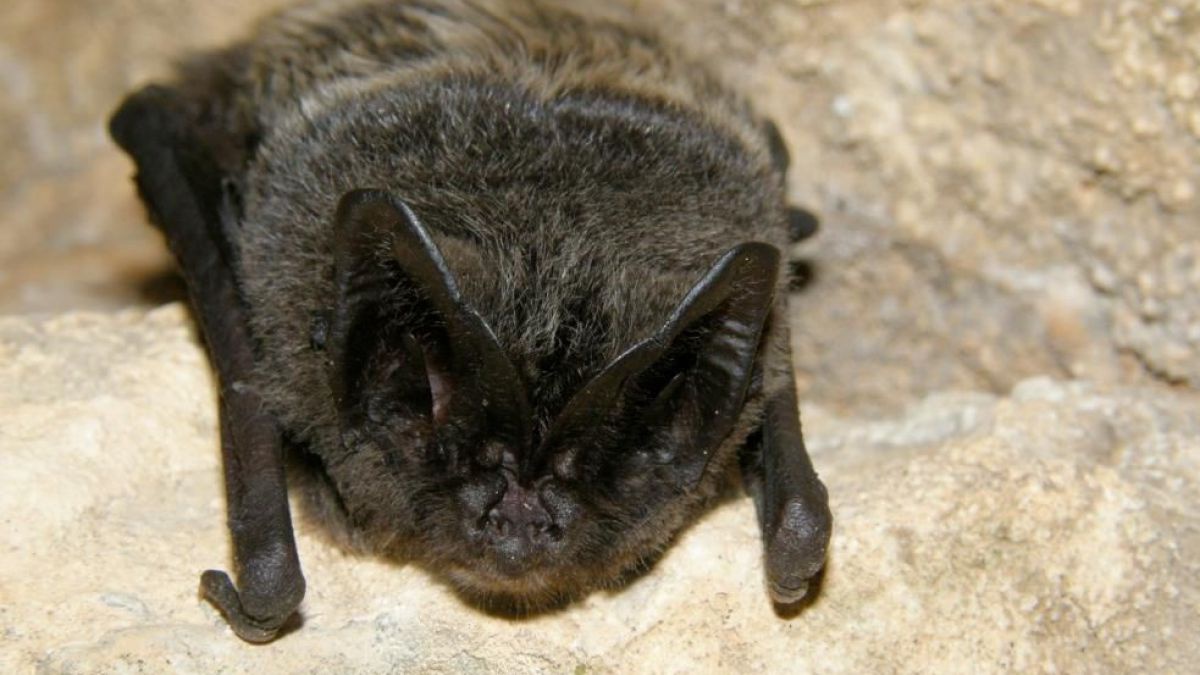 Mopsfledermaus