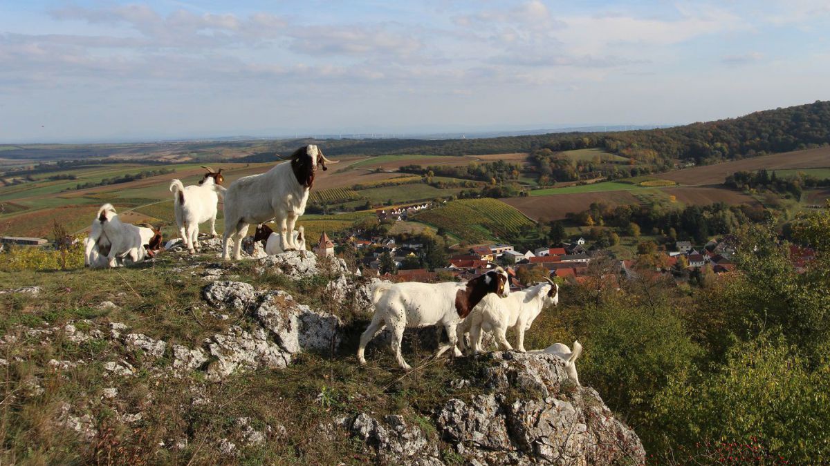 Falkenstein