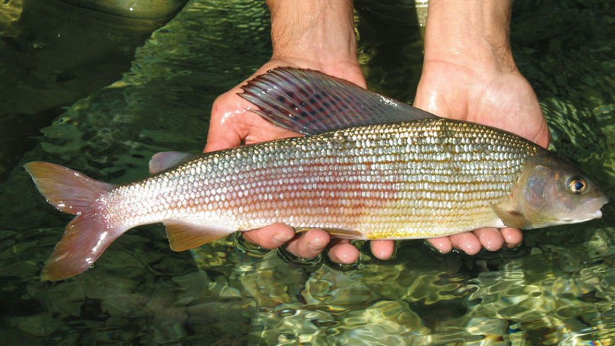 Die Äsche ist Fisch des Jahres 2021.