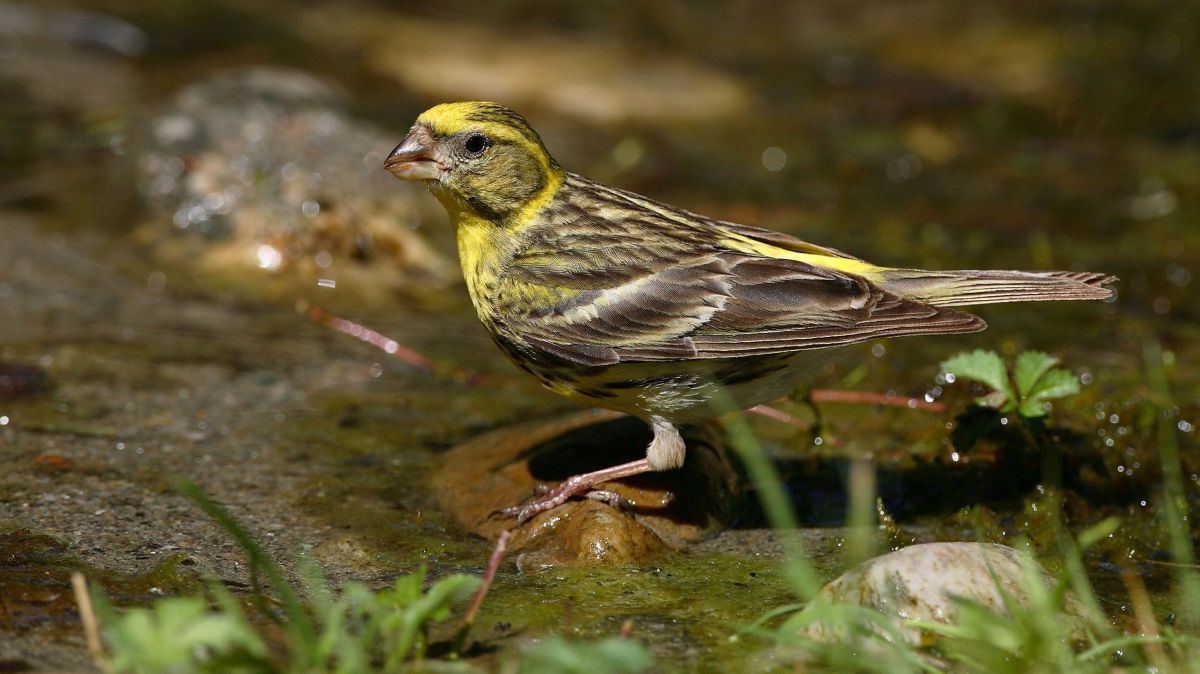 Der Vogel des Jahres 2021 wurde von BirdLife Österreich ernannt.