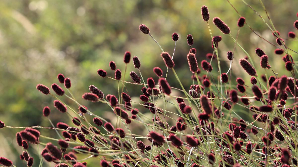 Der Große Wiesenknopf wurde vom Naturschutzbund Österreich zur Blume des Jahres 2021 gewählt.