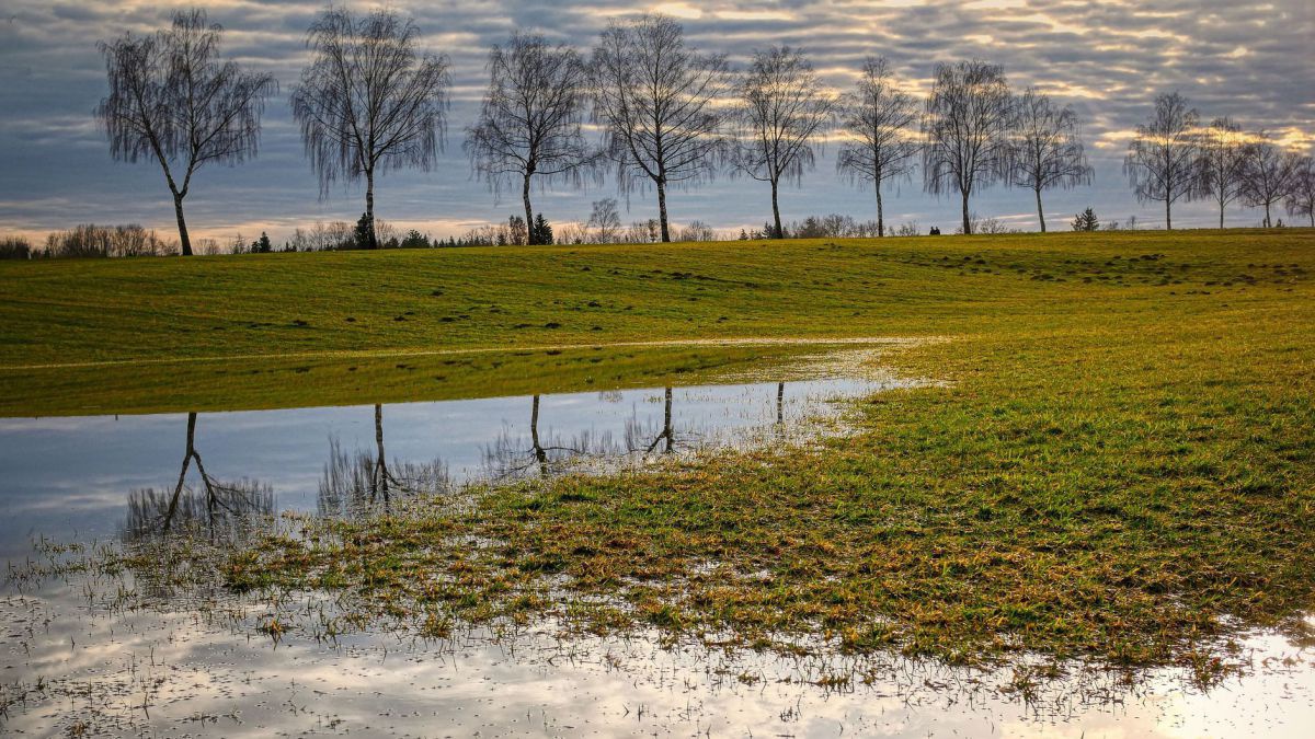 Regenwasserpfützen auf einer Wiese