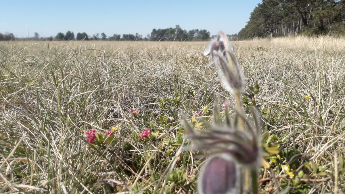 Das FFH-Gebiet Pannonische Sanddünen im zentralen Marchfeld umfasst einige besondere Lebensräume.