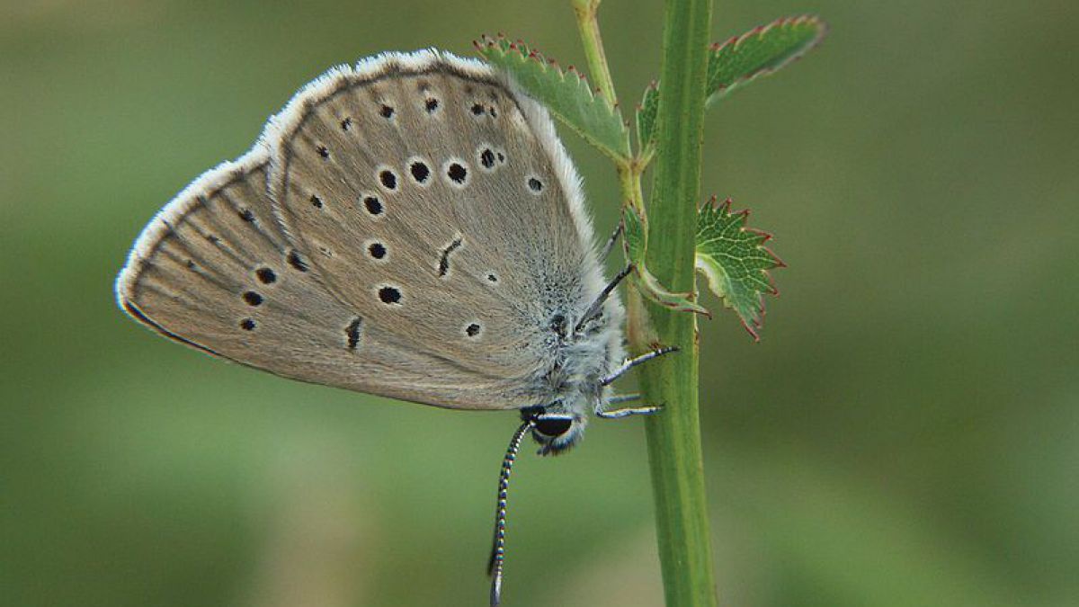 Heller Wiesenknopf-Ameisenblaeuling