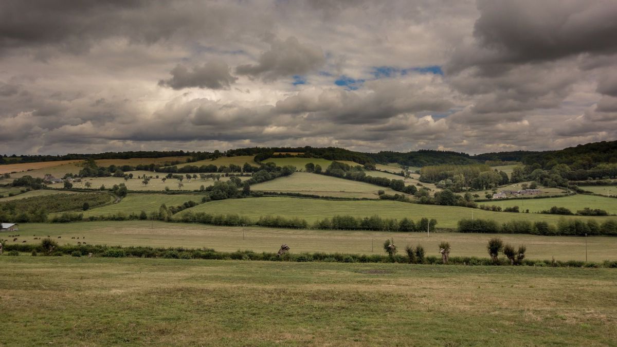 Landschaft mit Hecken