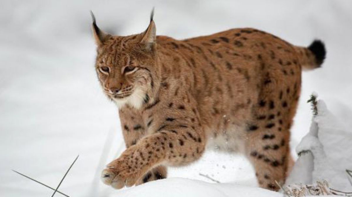 luchs-c-martin-mecnarowski-cc-by-sa-3