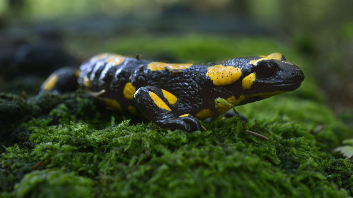 feuersalamander-c-wolfgang-schruf