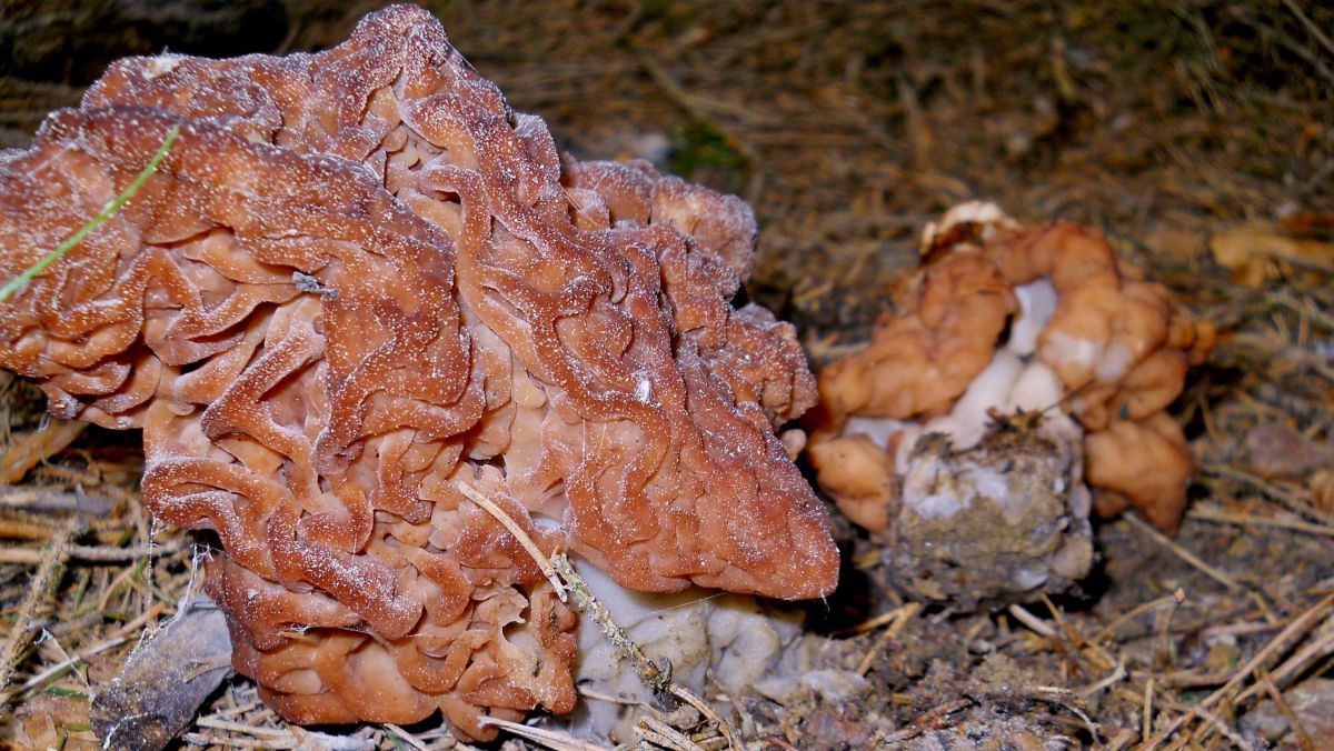 gyromitra-inflata-c-wolfgang-klofac