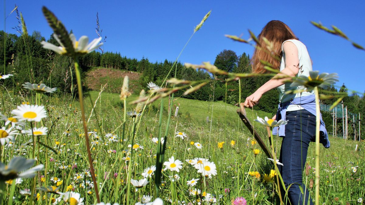 junge Frau mit einer Sense mäht eine Bergwiese, im Hintergrund ist Wald