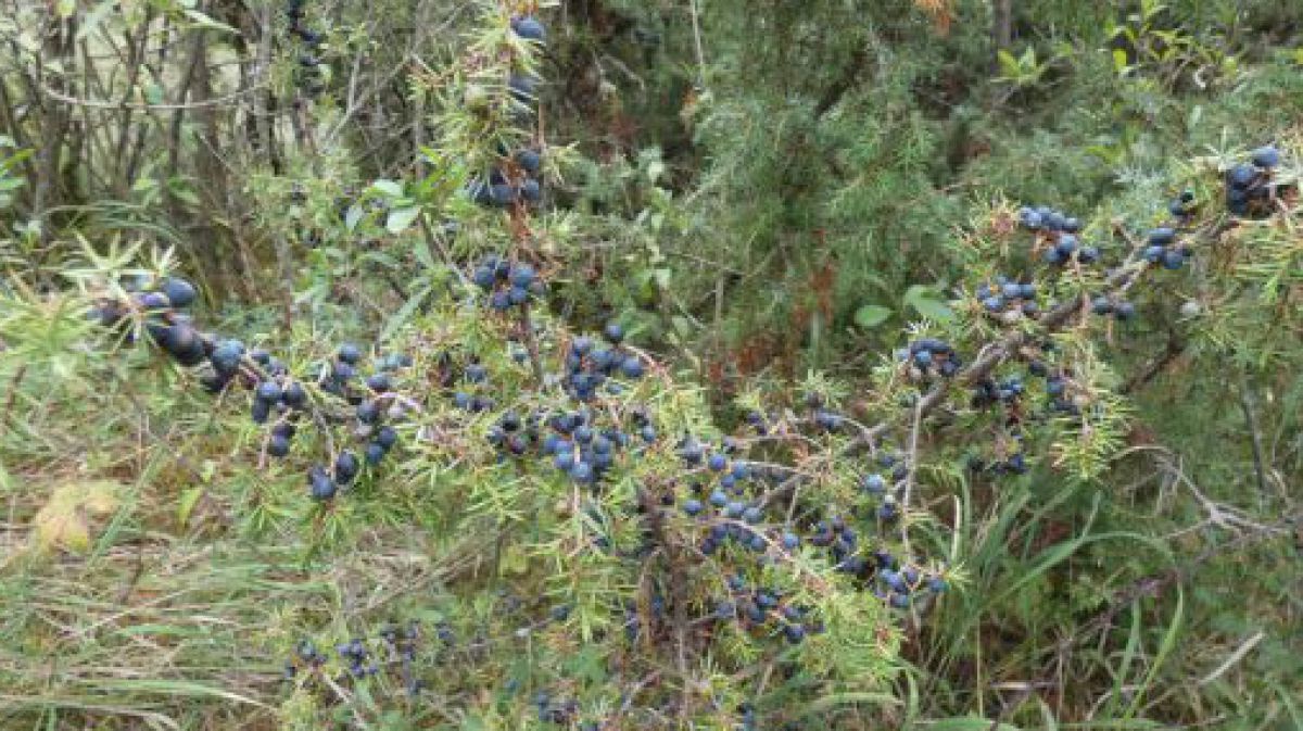 Wacholderstrauch mit blauen Beeren