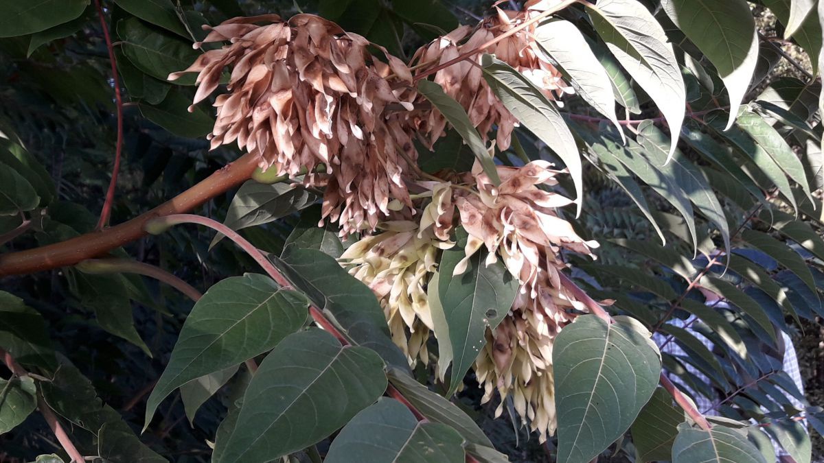 Blüte des Götterbaumes mit Blättern