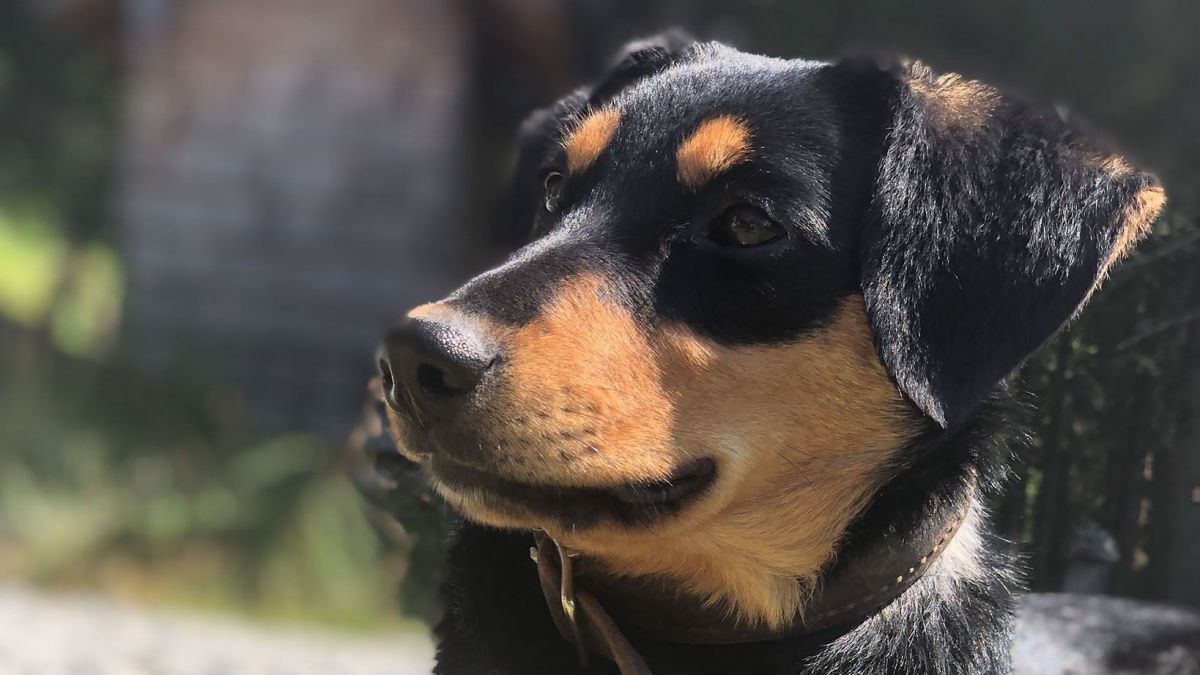 Kurzhaarpinscher