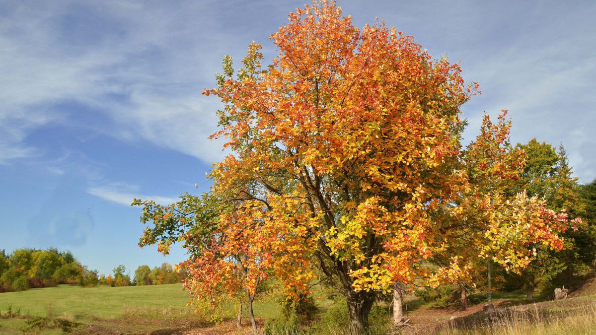 Baum mit herbstlich gefärbten Laub auf einer Wiese