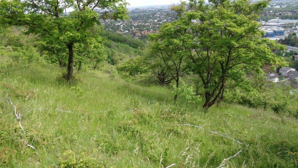 Büsche auf einem Hang mit einer Wiese, im Hintergrund ist eine Stadt zu erkennen.