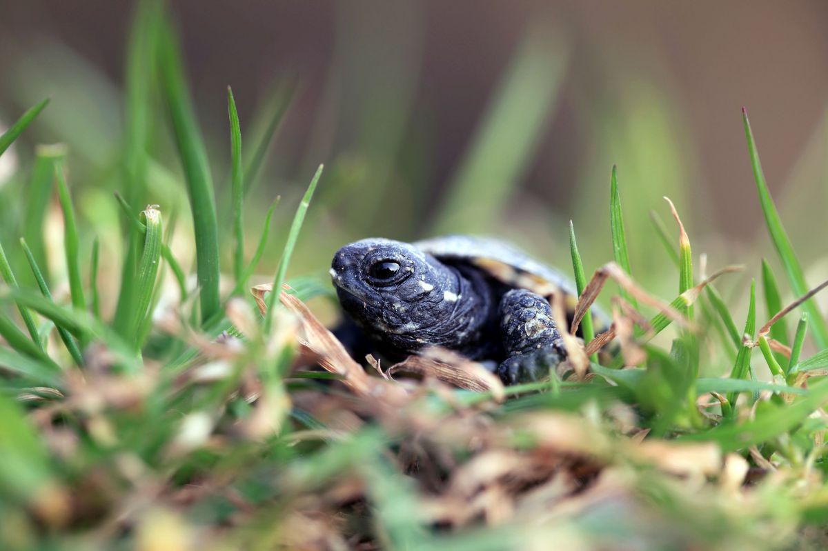 Junge Sumpfschildkröte sitz im Gras, nahaufnahme