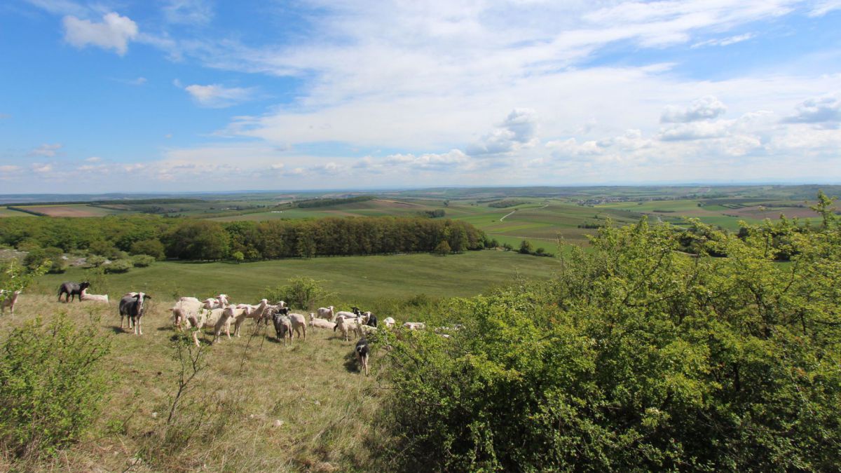 Blick auf die Trockenrasen in Falkenstein, es ist eine Schafherde zu sehen, Büsche und blauer Himmel