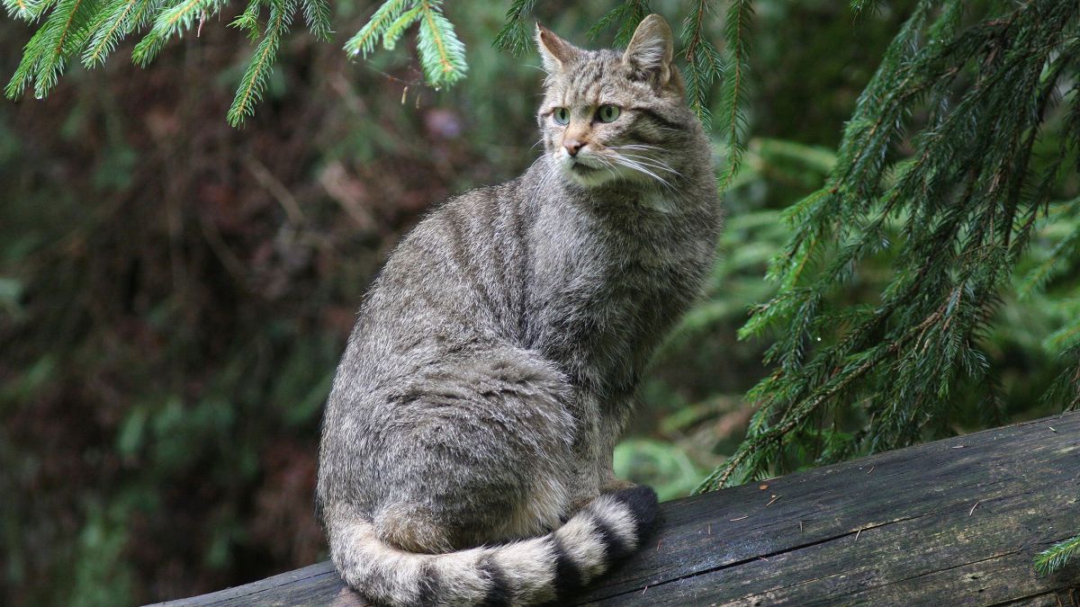 Wildkatze sitzt auf einem umgestürzten Baumstamm