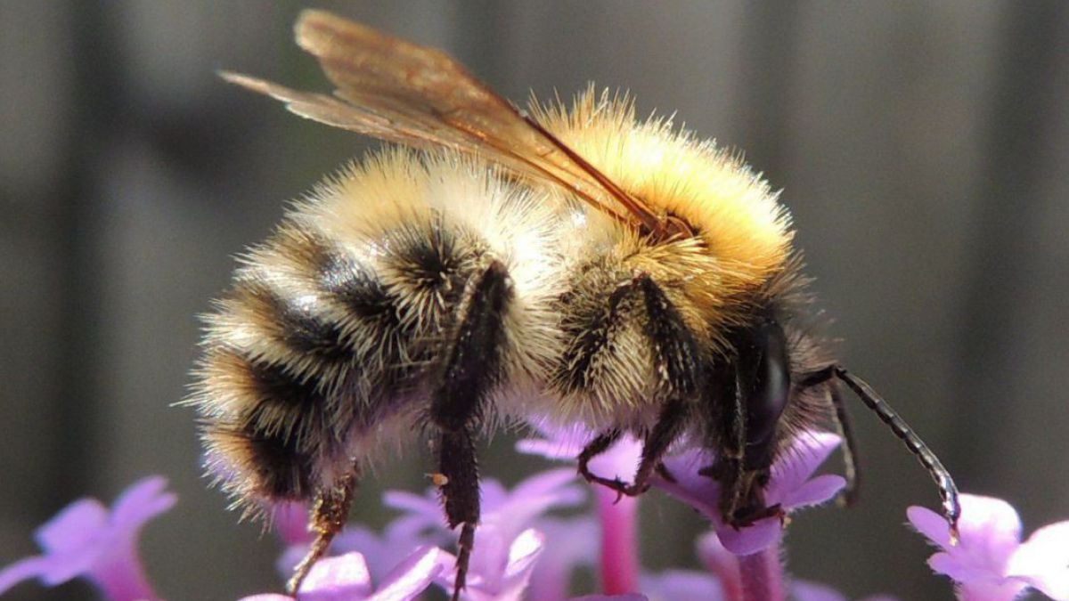 Ackerhummel sitzt auf einer violettfarbenen Blüte