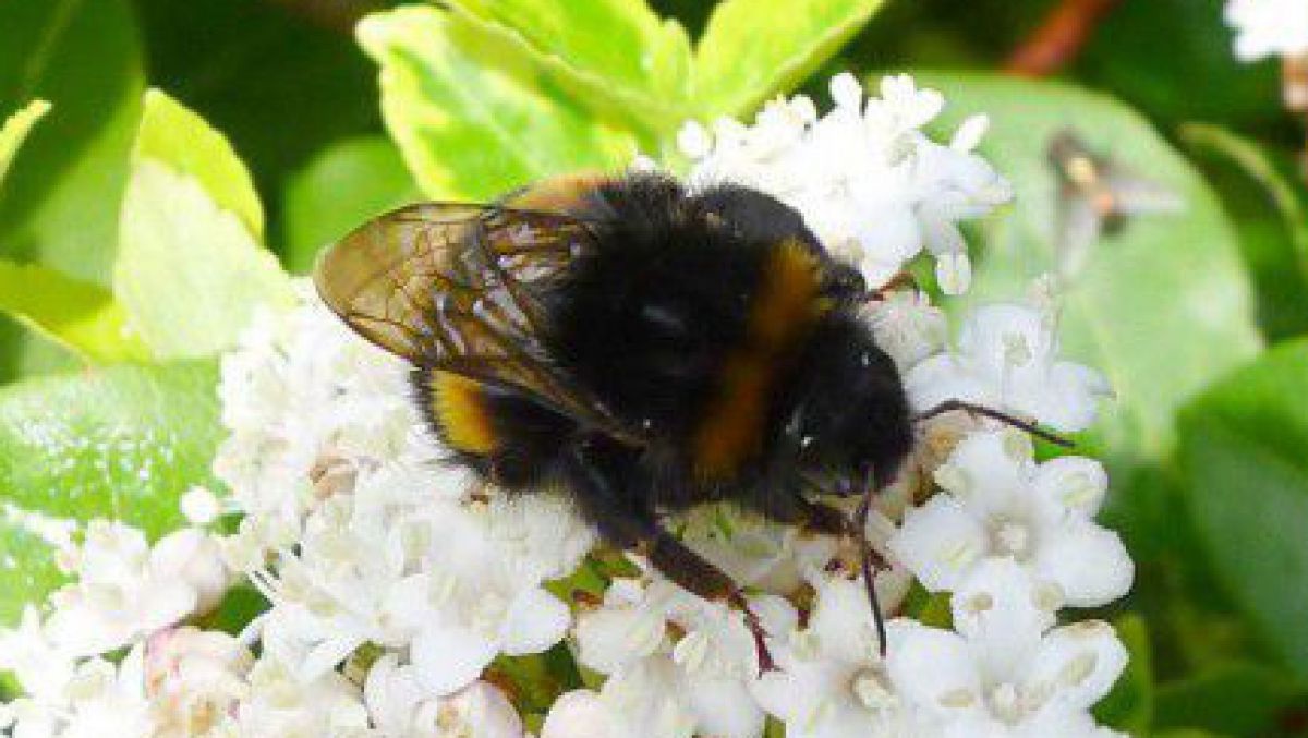 Dunkle Erdhummel sitzt auf einer weißen buschigen Blüte eines Obstbaumes.