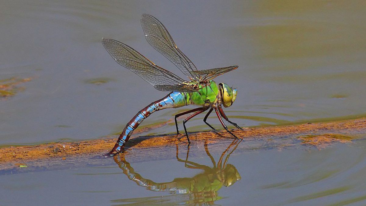 Grosse Königslibelle auf einem im Wassertreibenden Ast