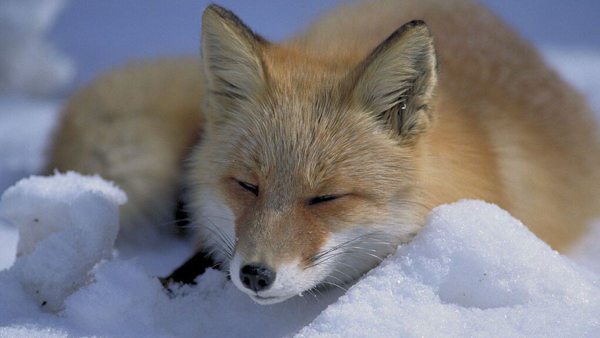 Fuchs liegt schlafend im Schnee