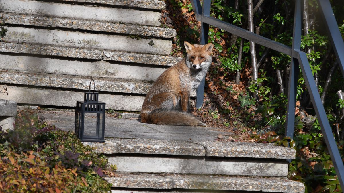 Fuchs sitzt auf einer Steinstufe mit einem Metallgeländer, auf einer Stufe steht eine Laterne.