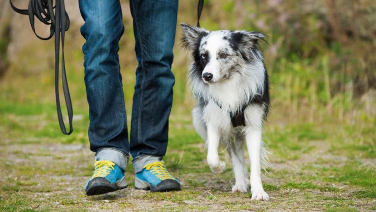 Hund an der Leine im Wald