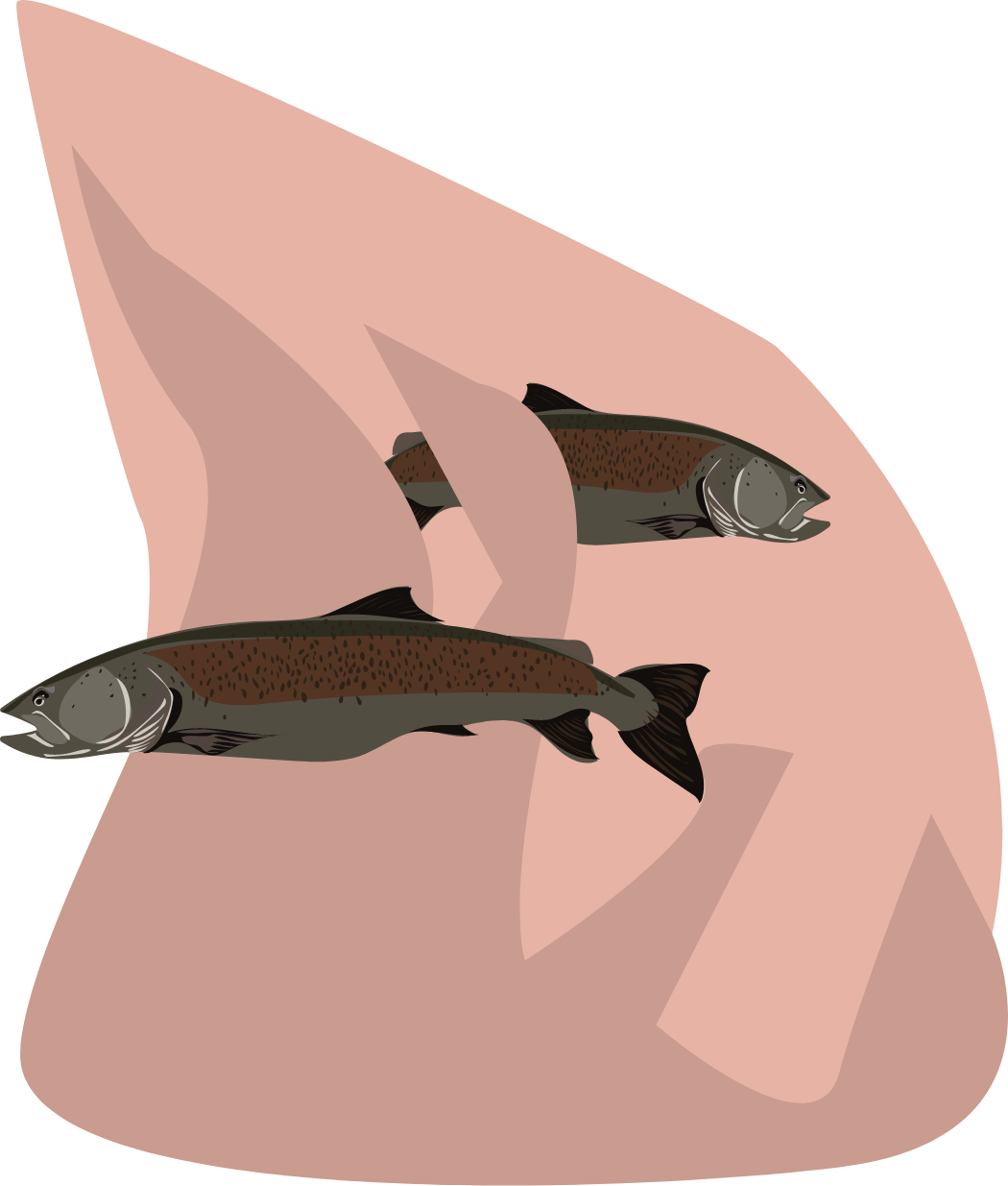 Grafik von zwei Forellen (Huchen) in Grau- und Brauntönen